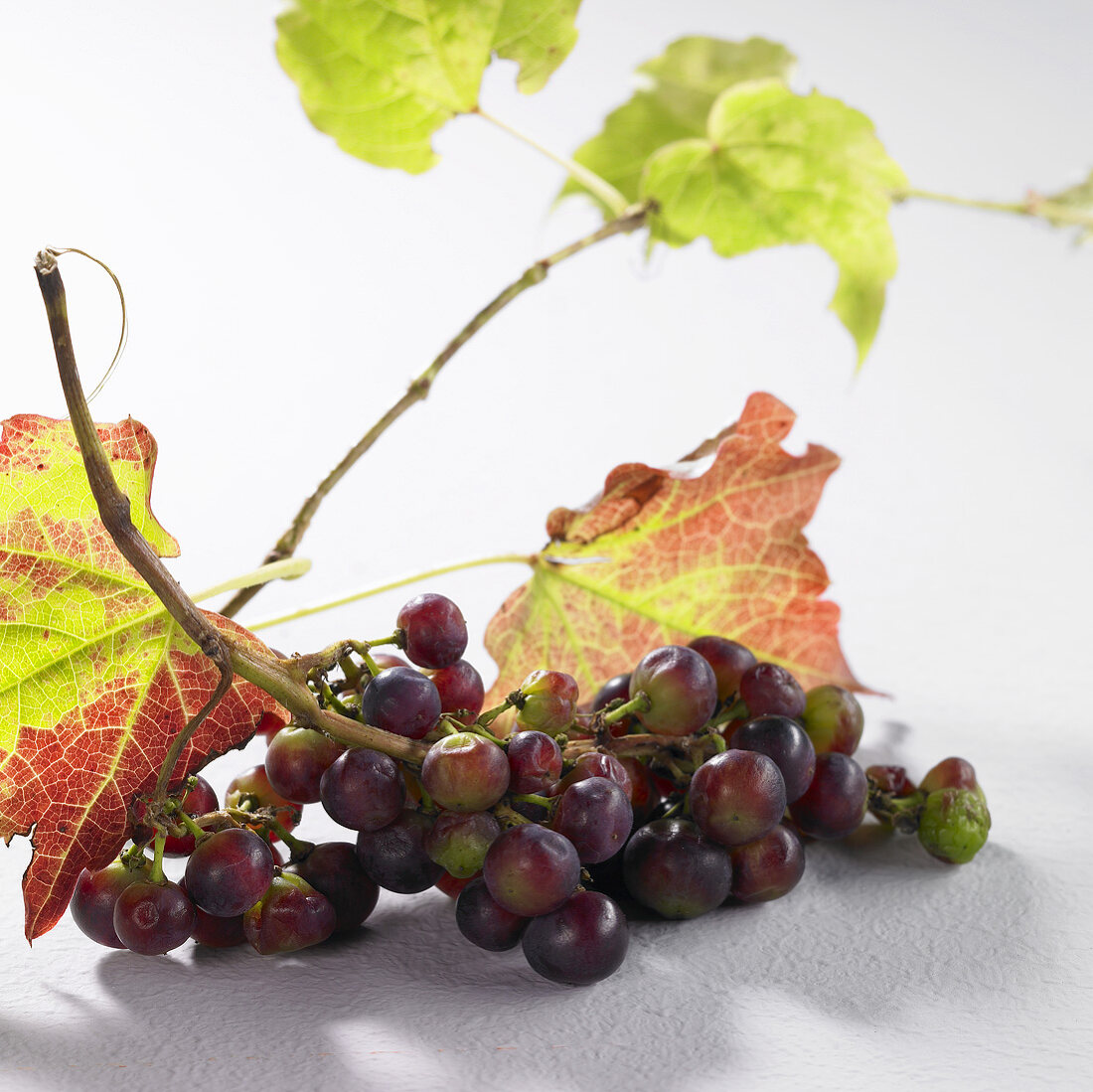 Rote Weintrauben mit Blättern