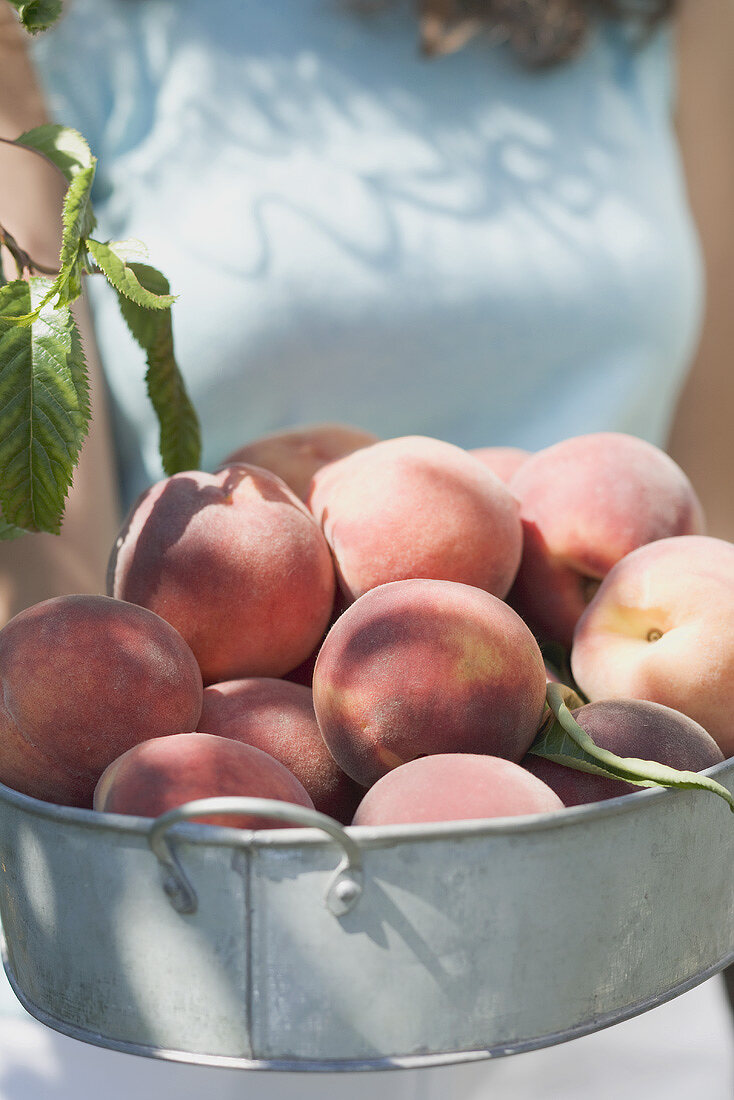 Woman holding fresh peaches in metal container