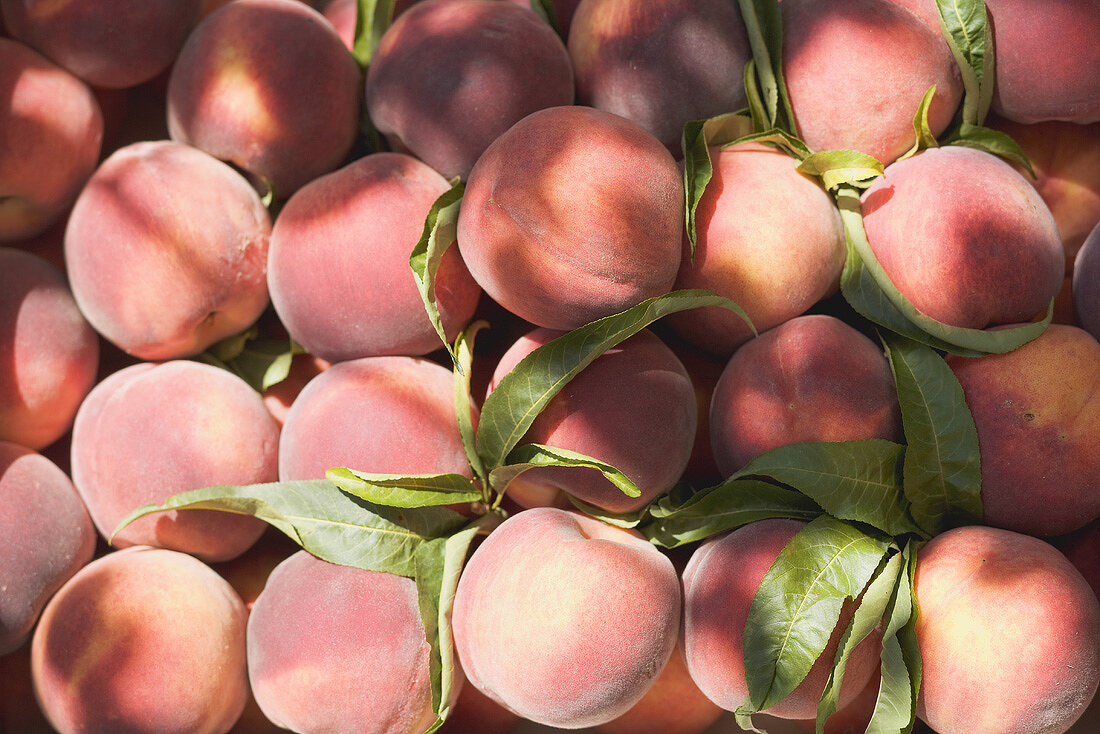 Fresh peaches with leaves (full-frame)