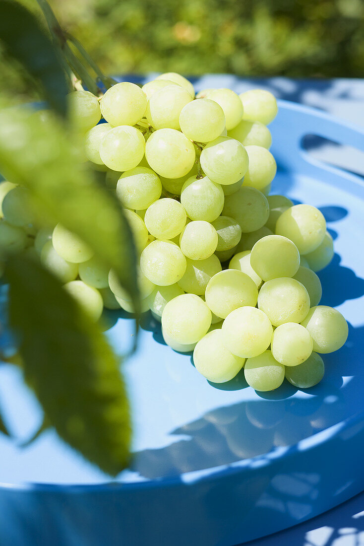 Green grapes on tray out of doors