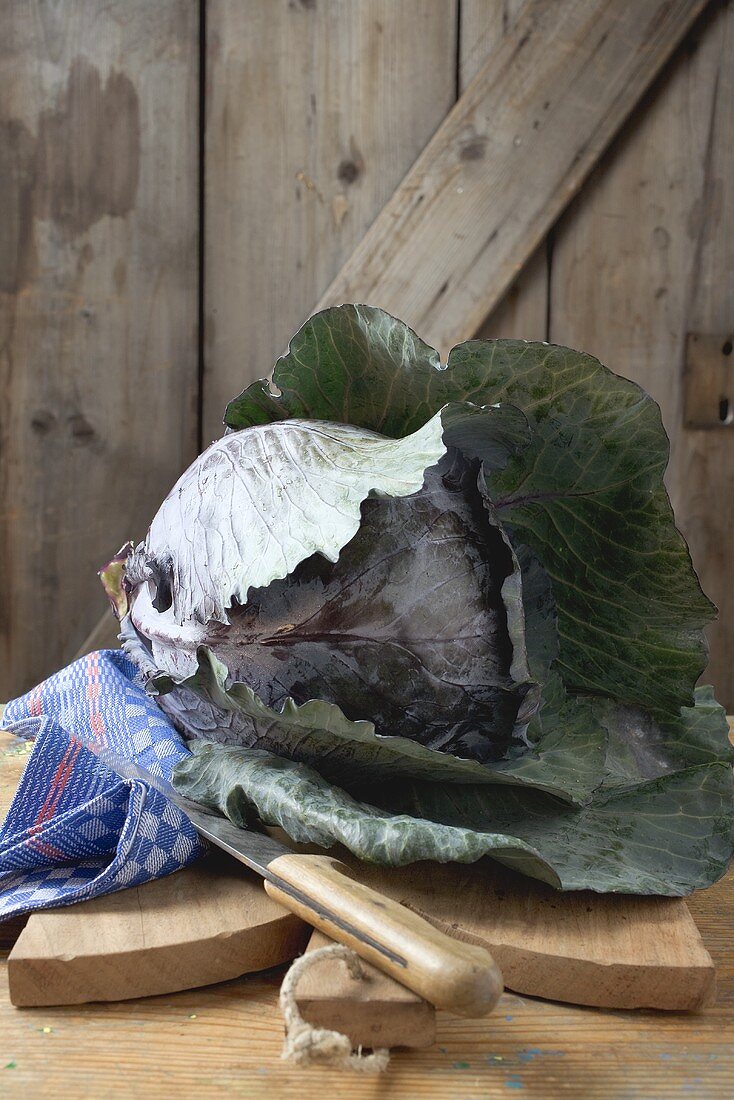 Rotkohl auf Schneidebrett vor Holzwand