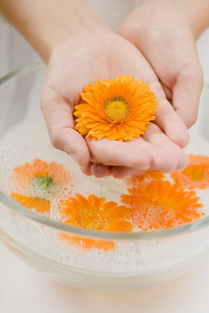 Hände halten Ringelblume über Schüssel mit Seifenwasser