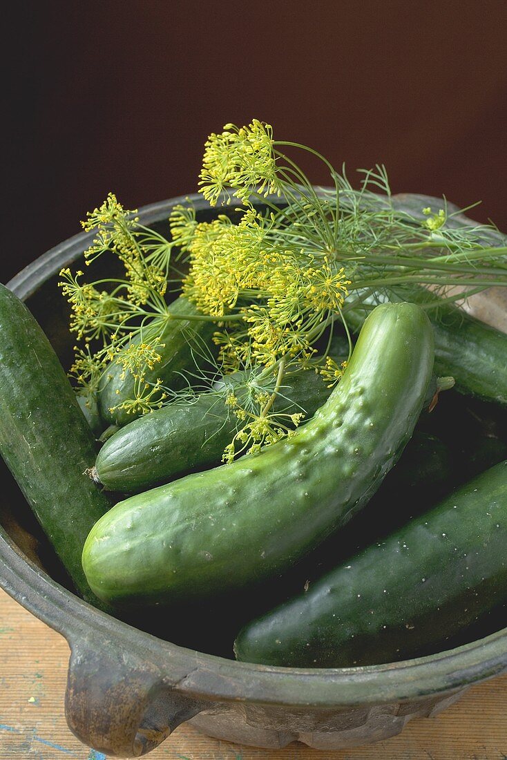 Fresh pickling cucumbers with dill
