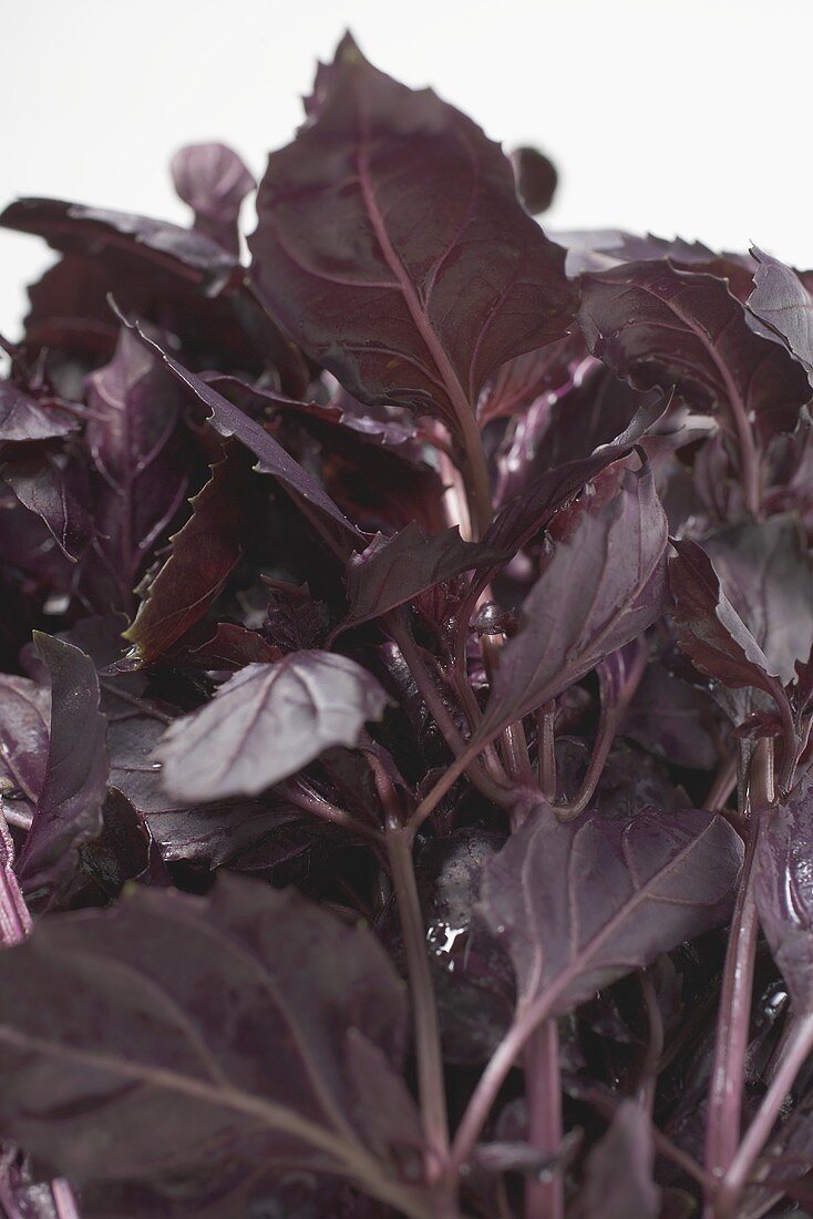 Red shiso (detail)