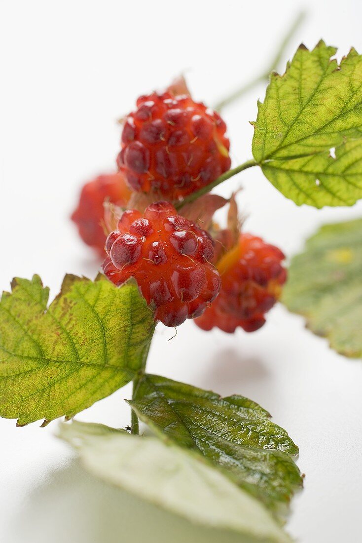 Raspberries on stalk with leaves