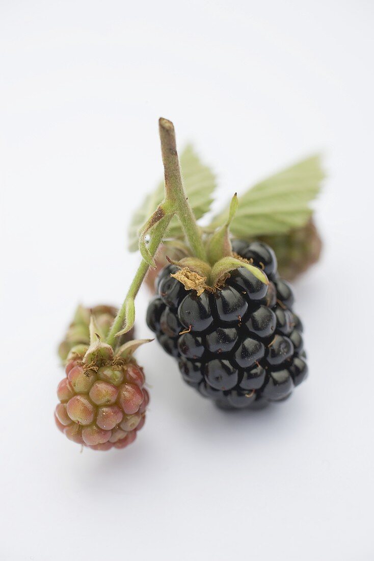 Blackberries with leaves