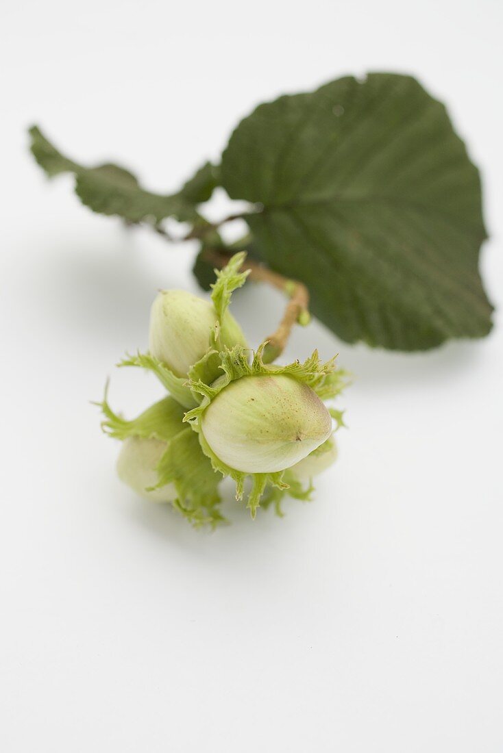 Unripe hazelnuts with twig and leaf