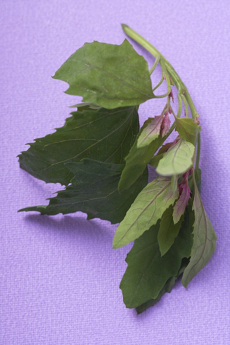 Mizuna (Salad leaf from Japan)