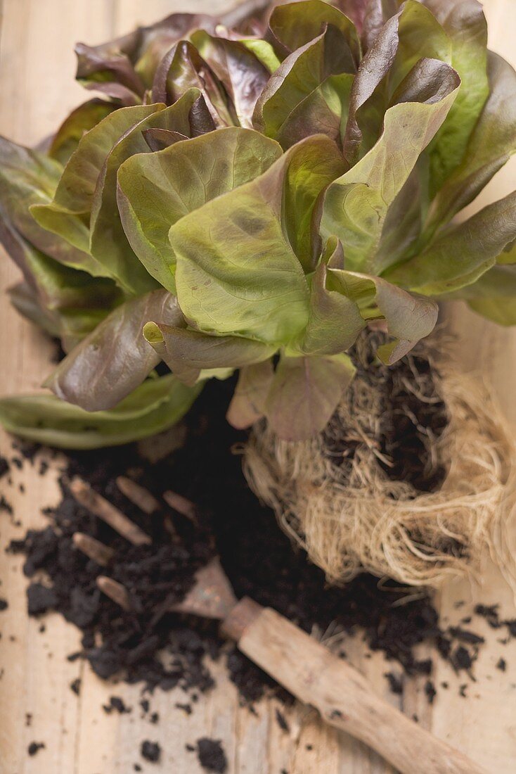 Rote Kopfsalatpflanze mit Wurzeln und Erde auf Holzuntergrund