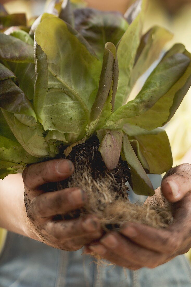 Hände halten rote Kopfsalatpflanze mit Wurzeln und Erde
