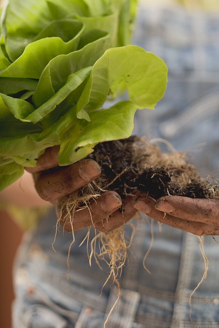 Hände halten Kopfsalatpflanze mit Wurzeln und Erde