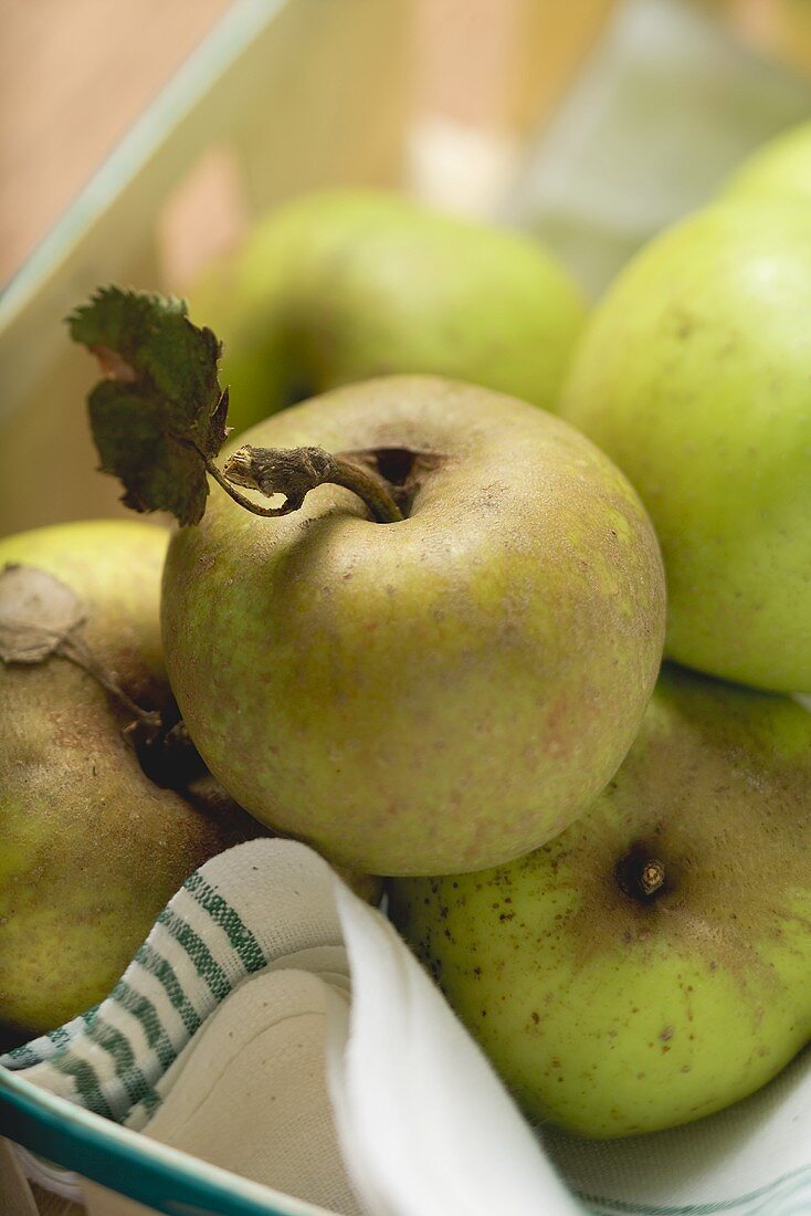Mehrere Bio-Äpfel auf Geschirrtuch