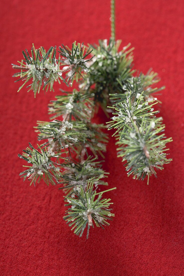 Fir branch with snow