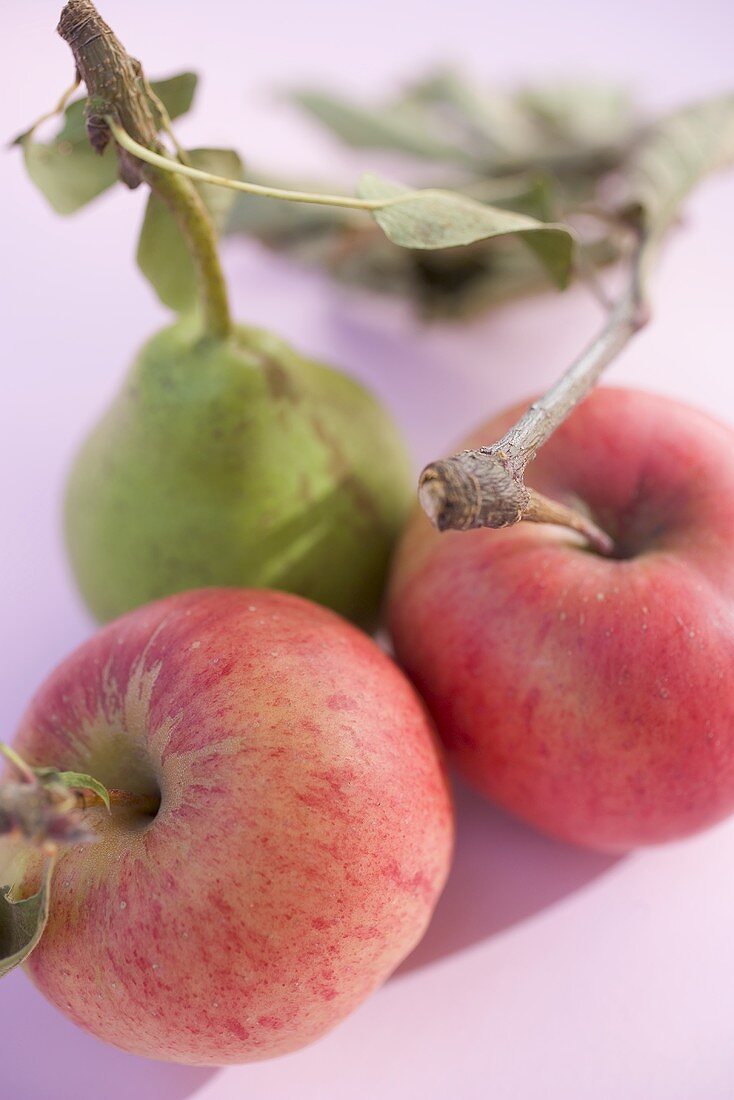 Birne und zwei Äpfel mit Stiel und Blättern (Draufsicht)