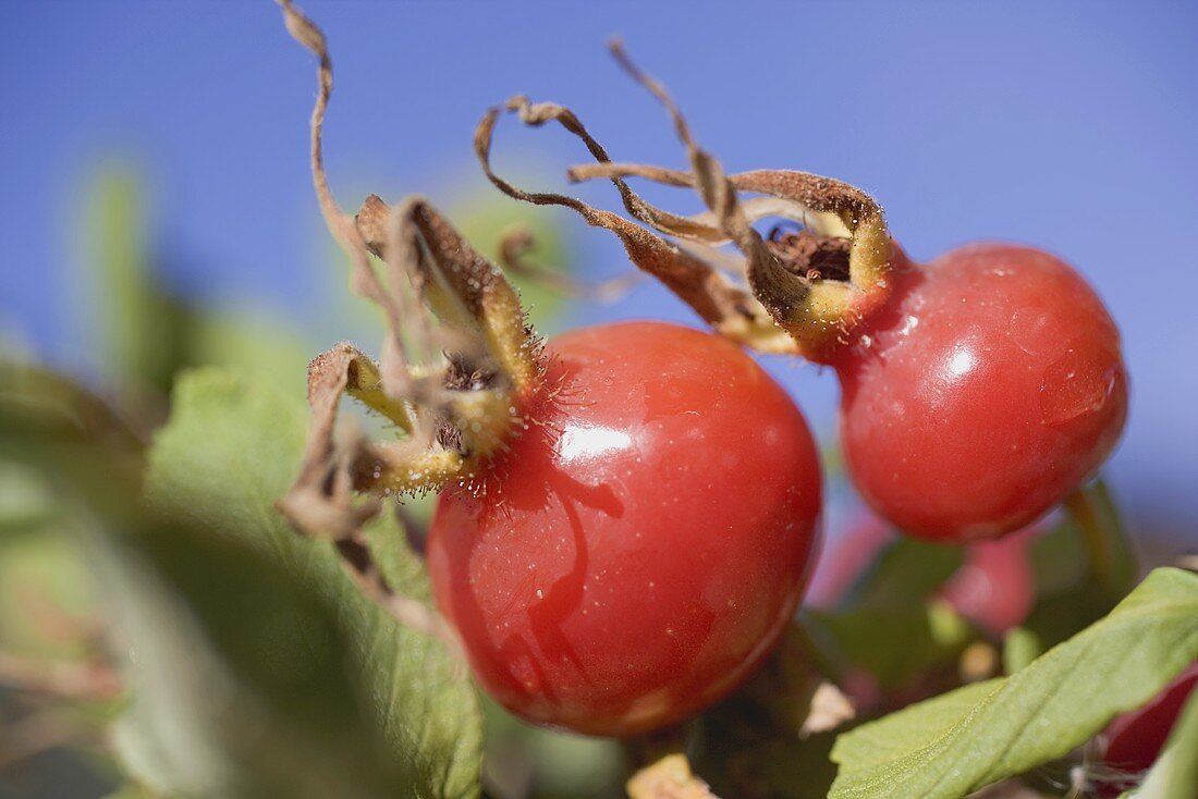 Two rose hips on bush (close-up)