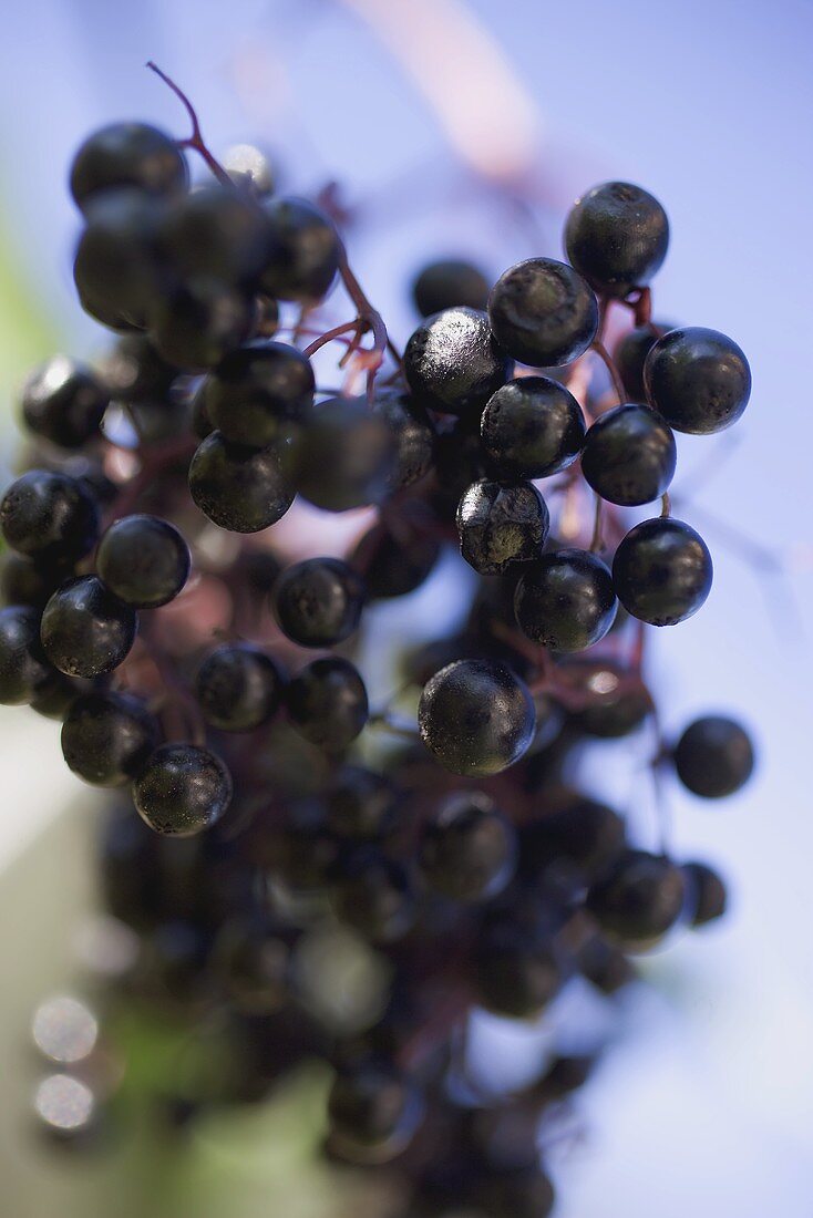 Holunderbeeren am Zweig