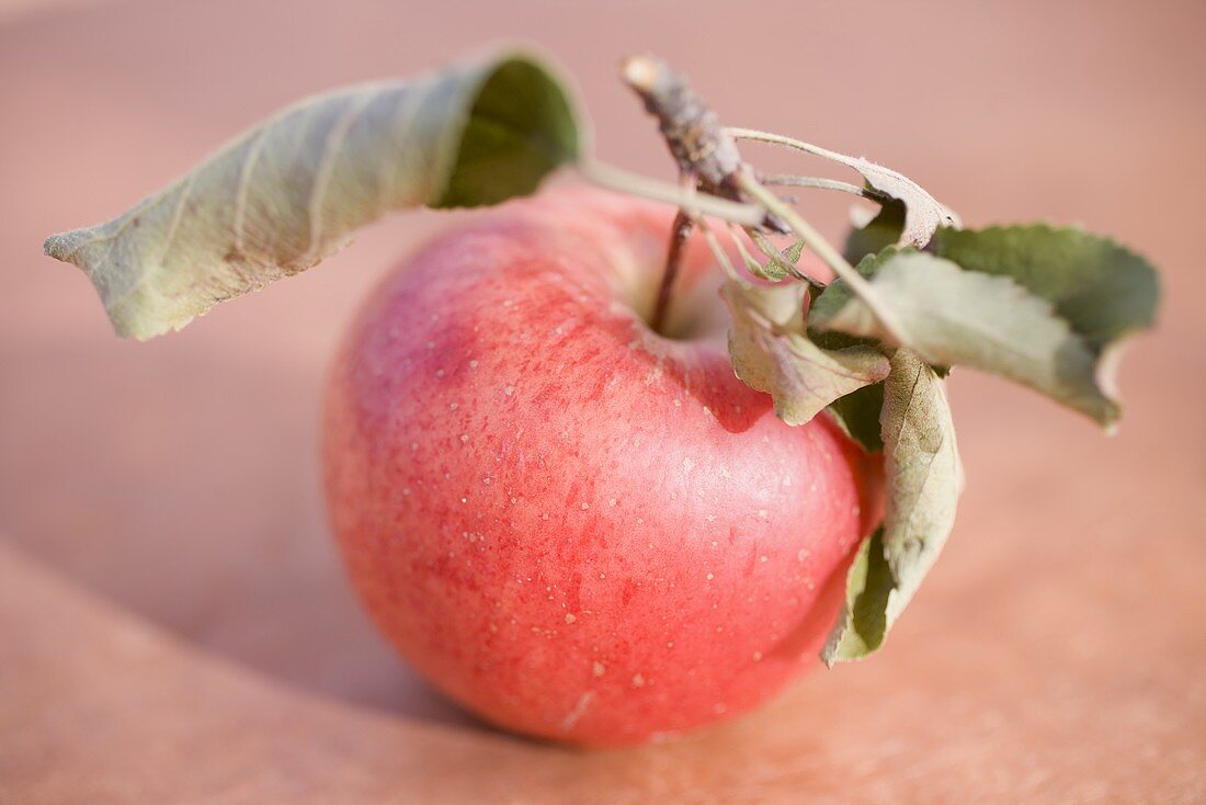 Roter Apfel mit Stiel und Blättern