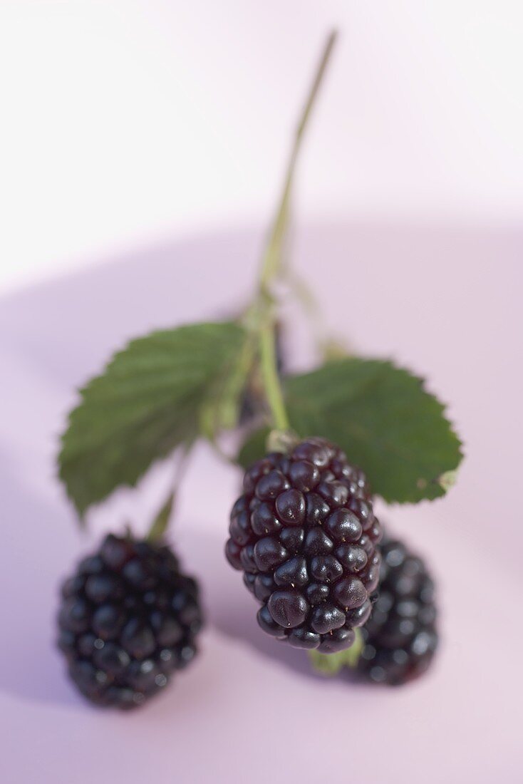 Brombeeren am Zweig mit Blättern