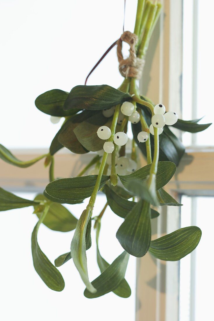 Bunch of mistletoe at window