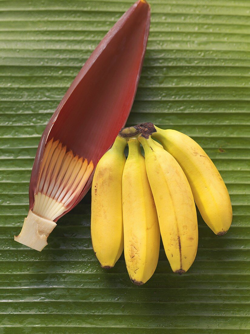 Bananenstaude und Bananenblüte