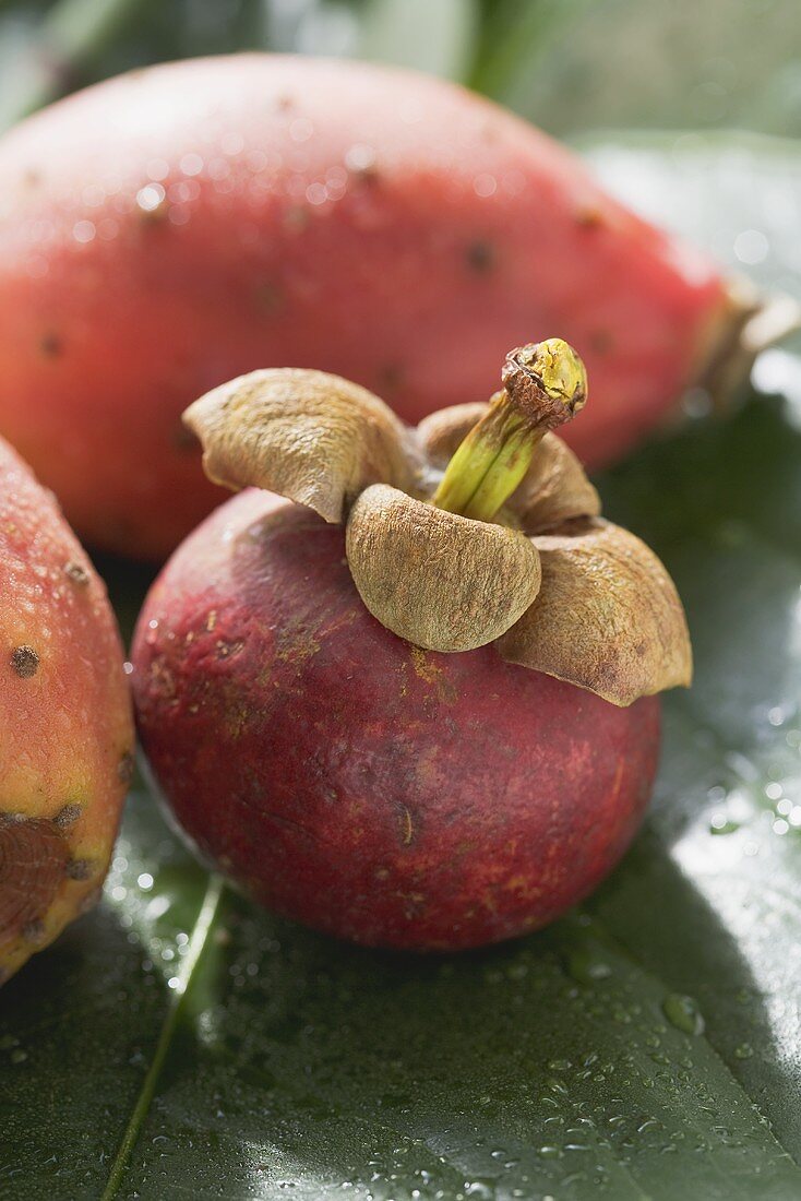 Mangostane und Kaktusfeigen auf Blatt