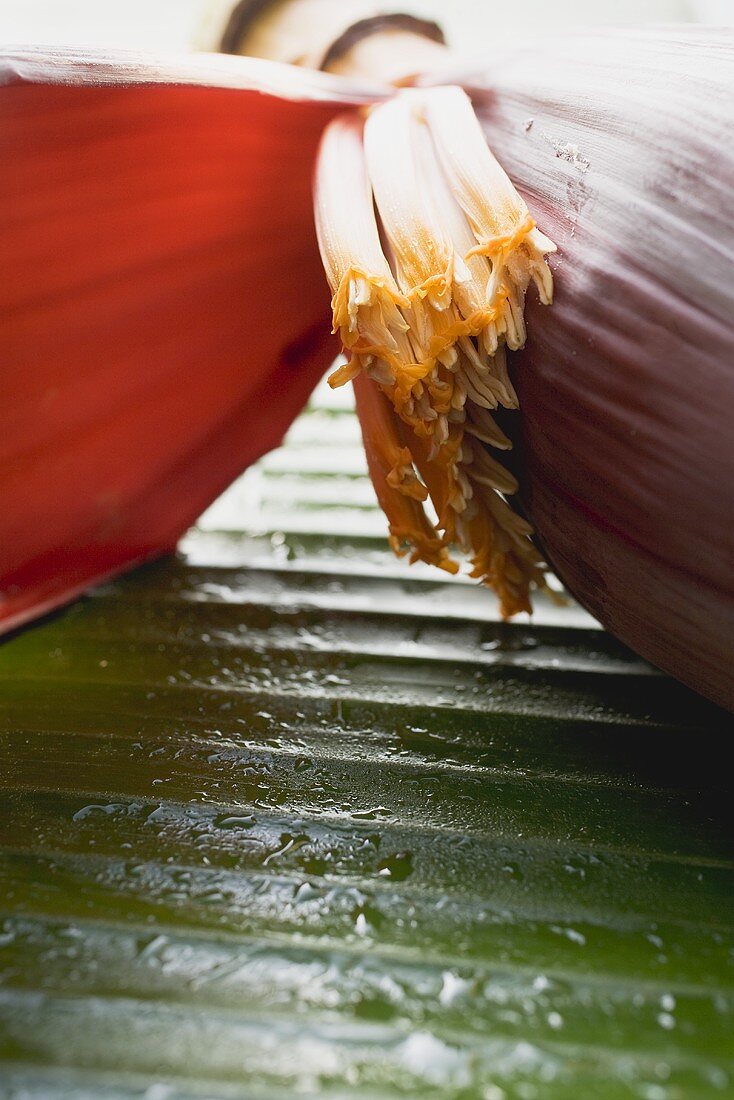 Bananenblüte (Ausschnitt)