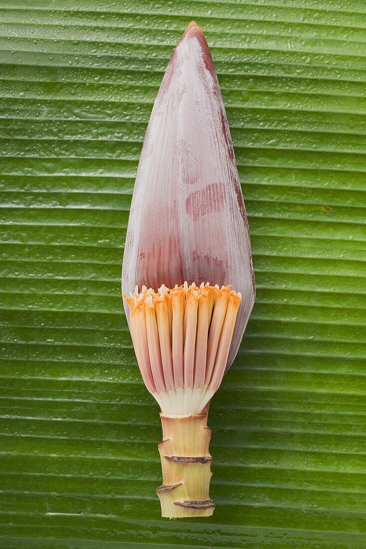 Banana flower (overhead view)