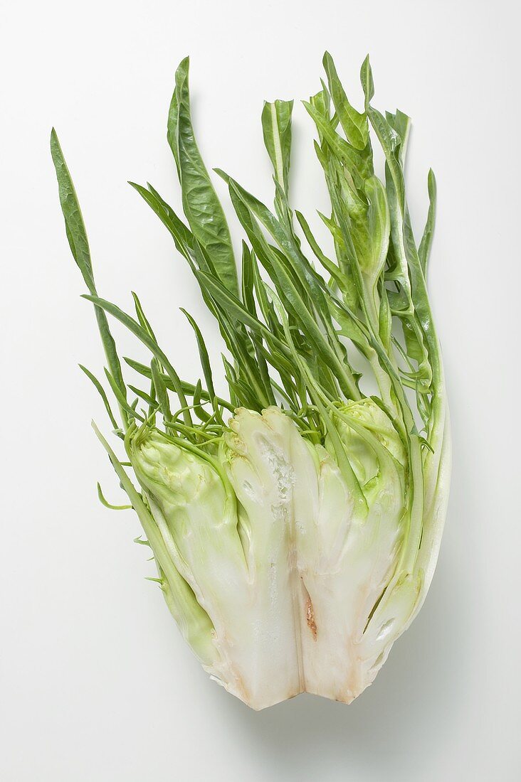 Chicory (stem with leaves)