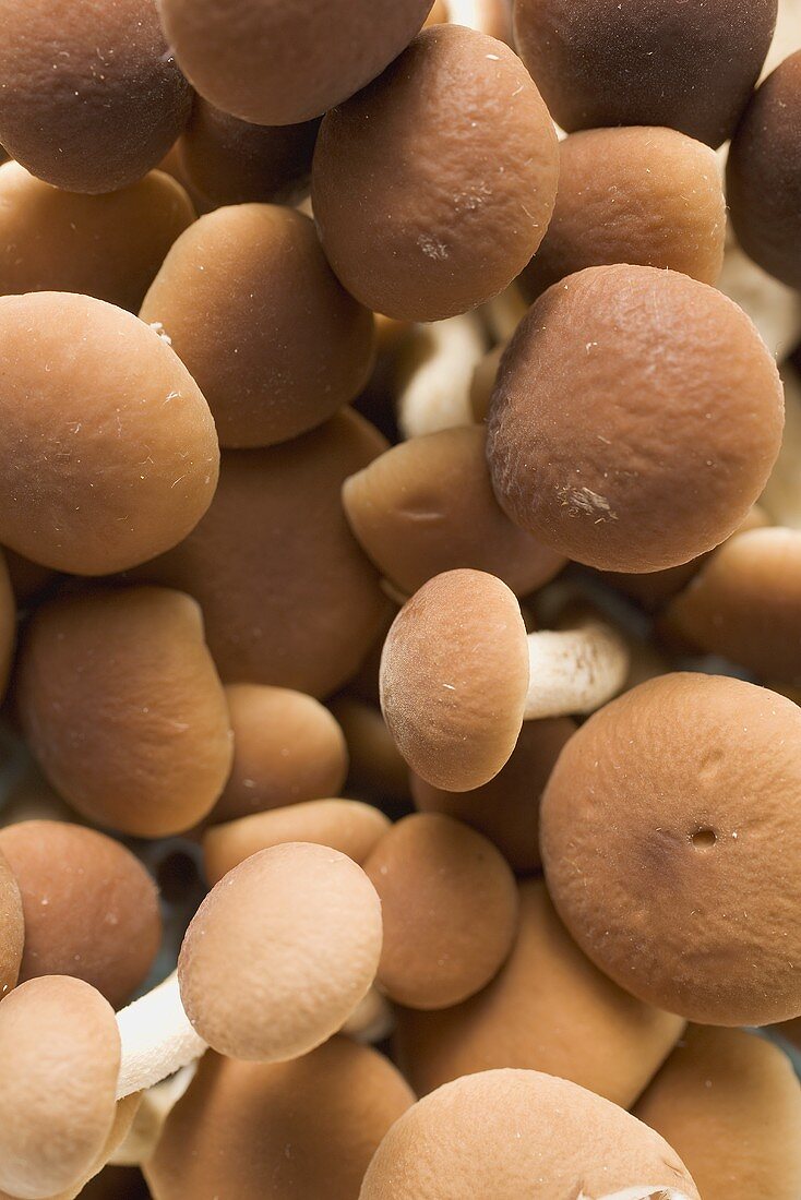 Pio-Pini-Pilze aus Italien (bildfüllend)