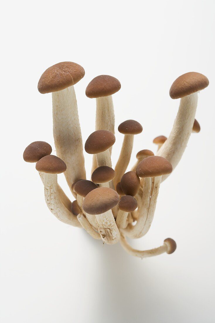 Pioppini mushrooms (Italy)