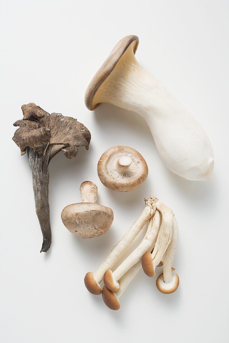 Herbsttrompete, Shiitake, Pio Pini und Kräutersaitling