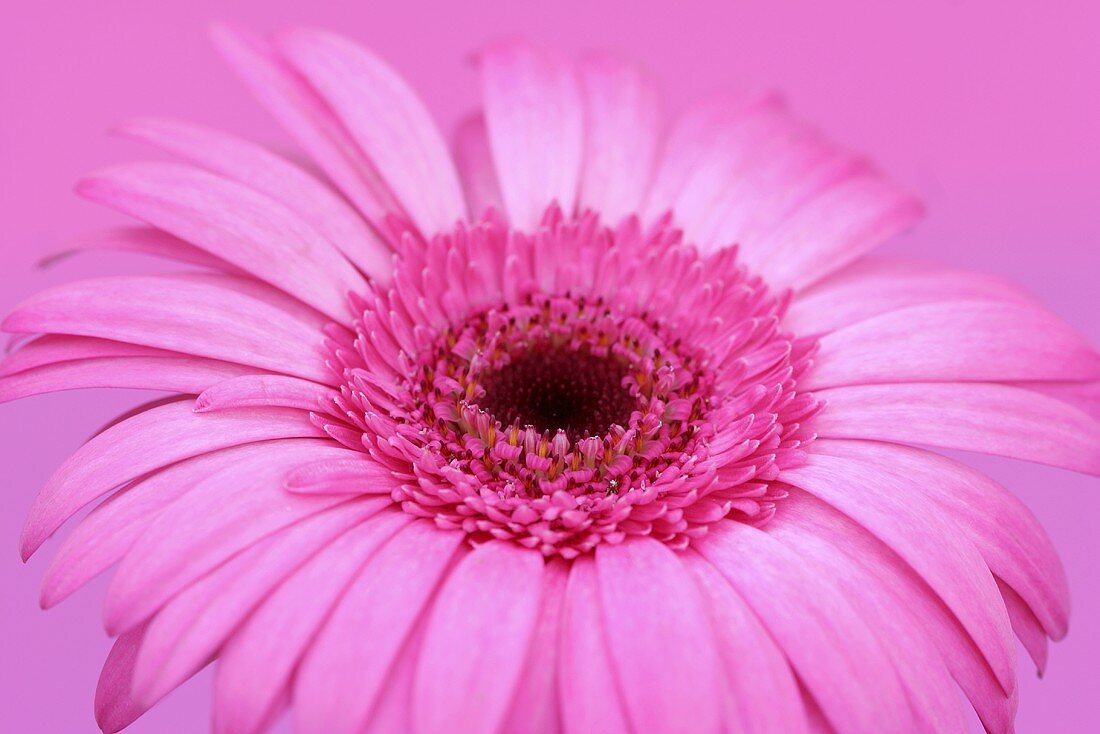 Eine Gerbera vor rosa Hintergrund