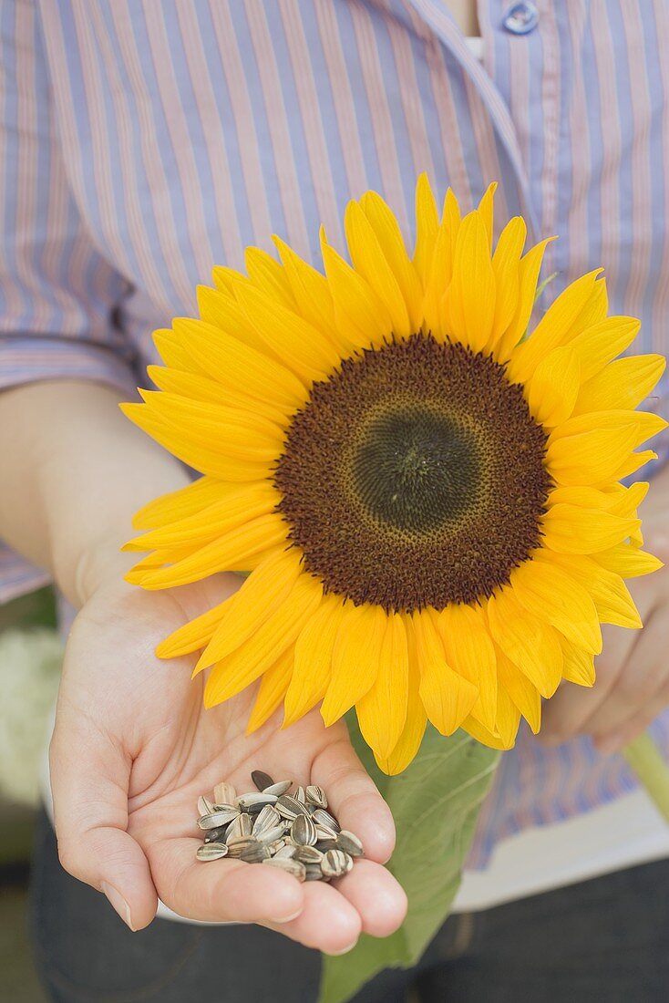 Frau hält ungeschälte Sonnenblumenkerne und Sonnenblume