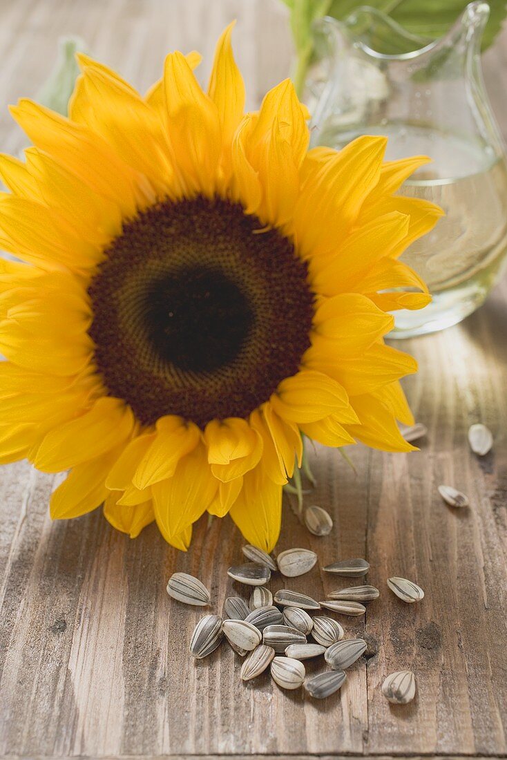 Sonnenblume, ungeschälte Sonnenblumenkerne und Sonnenblumenöl