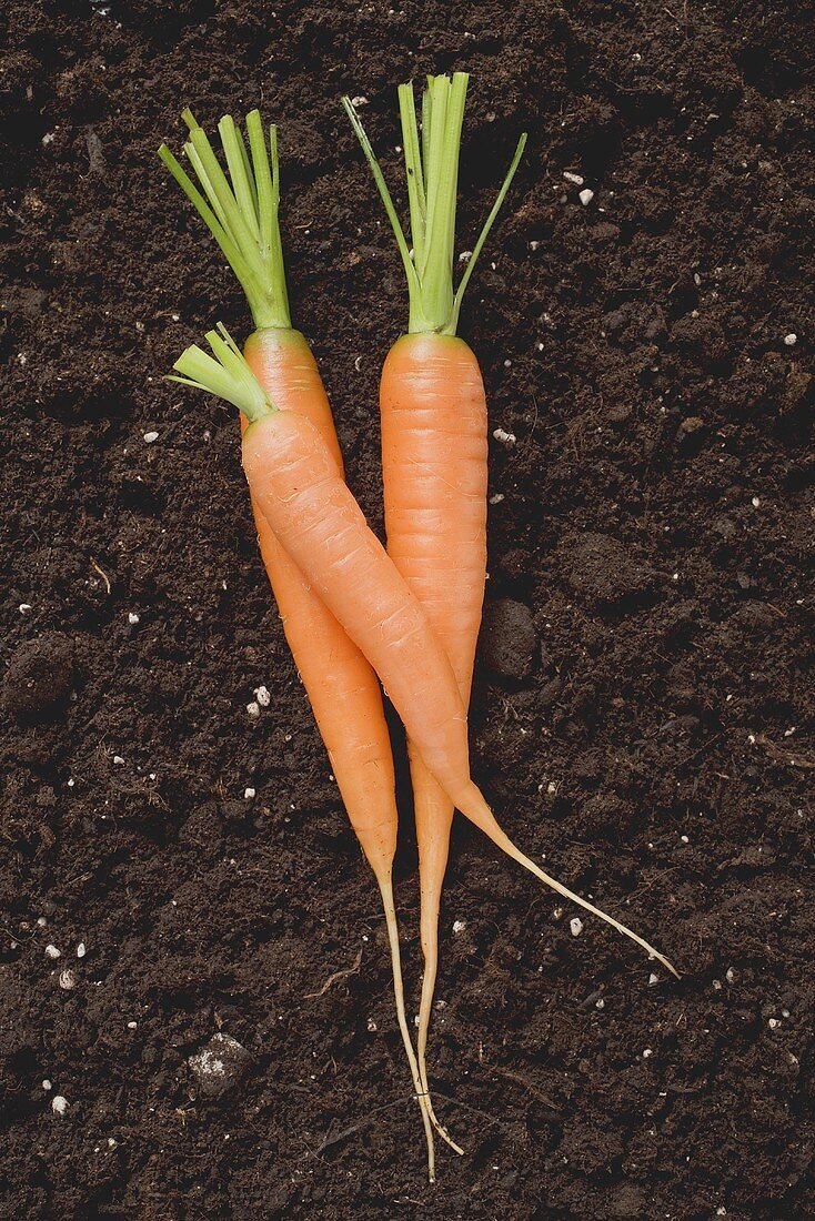 Three carrots on soil