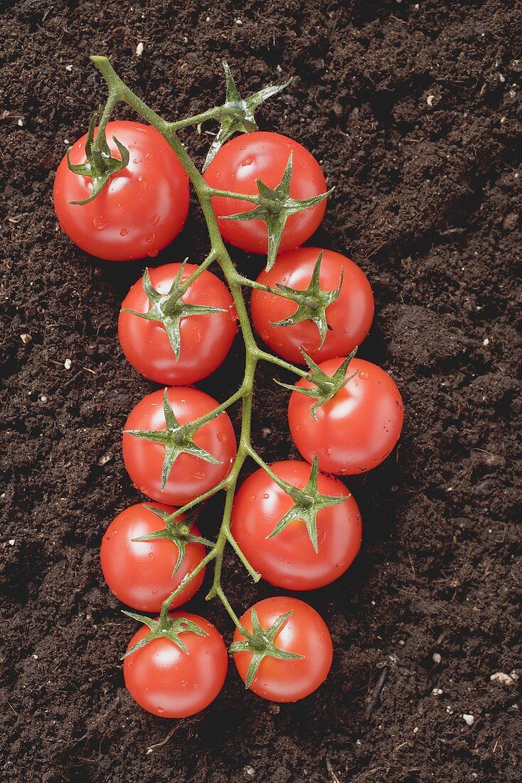 Strauchtomaten auf Erde