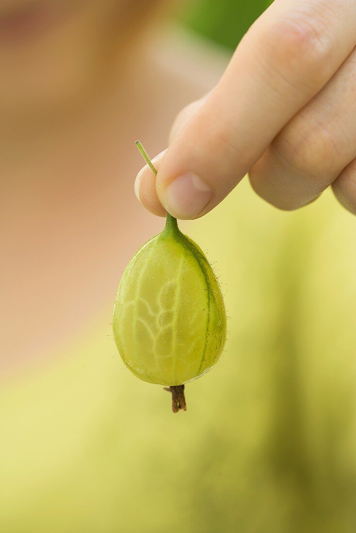 Hand holding a gooseberry