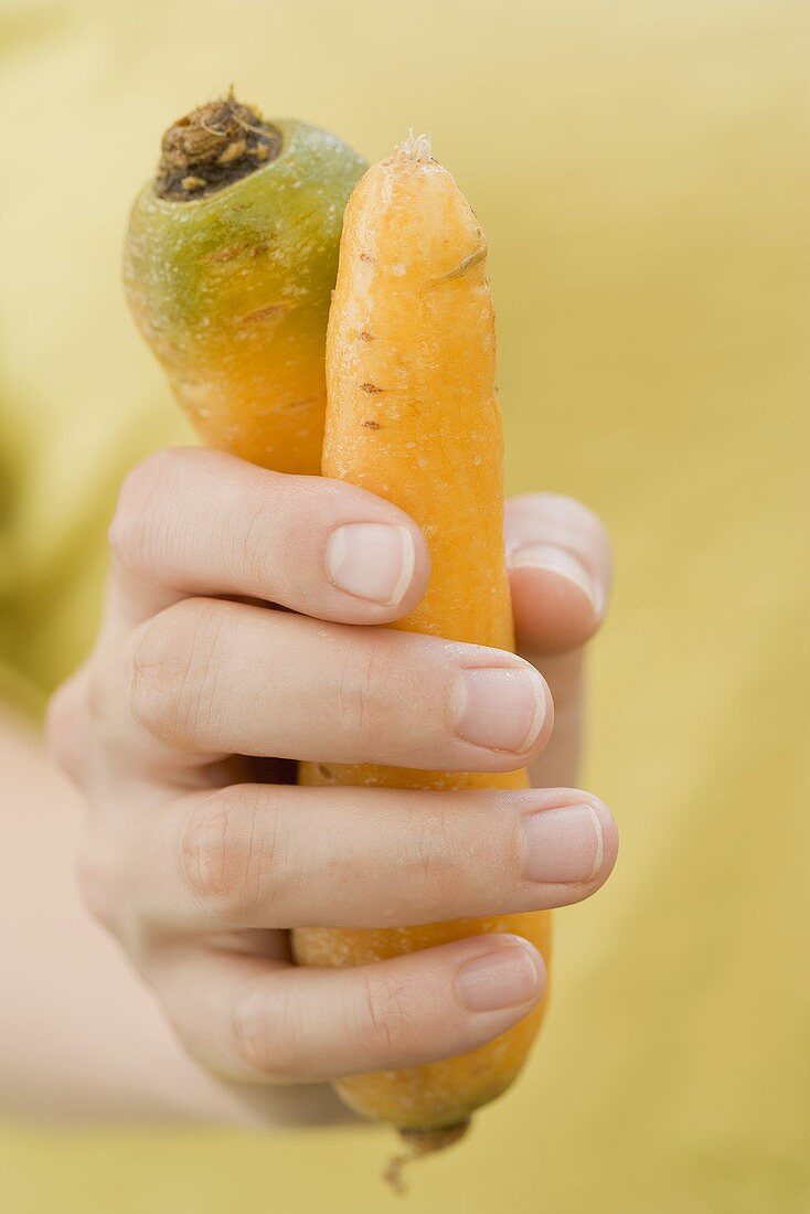 Hand holding two carrots