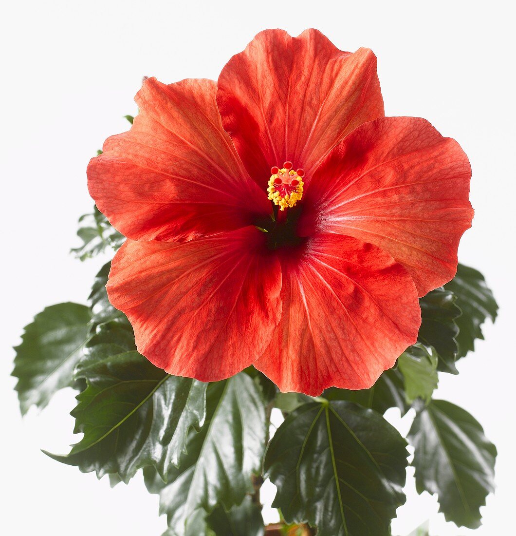 Rote Hibiskusblüte mit Blättern