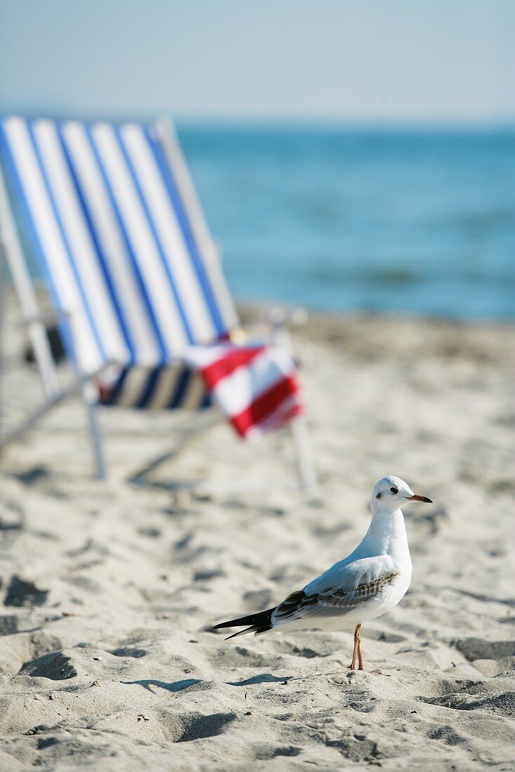 Seagull and deckchair by the sea