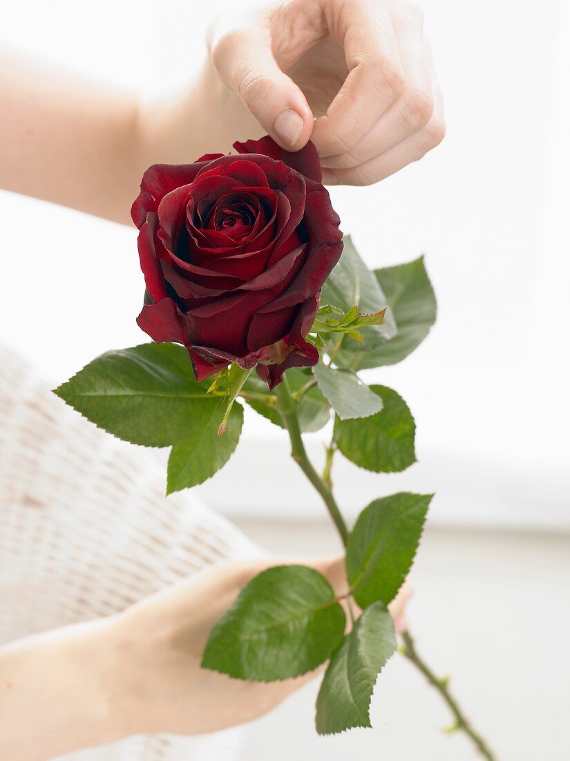 Hand hält eine dunkelrote Rose