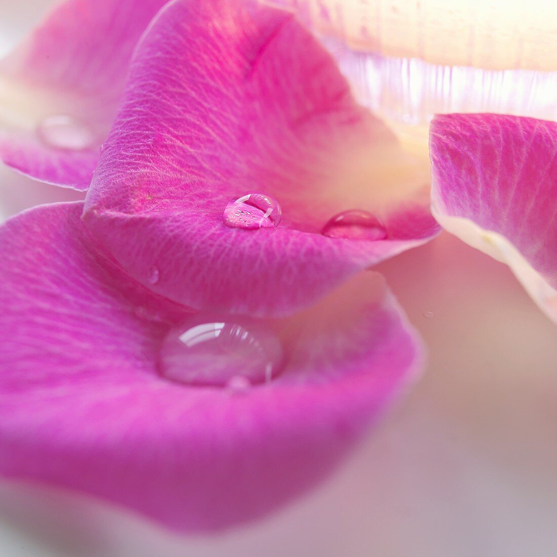 Rosenblütenblätter mit Wassertropfen