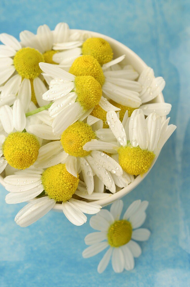 Chamomile flowers in a dish