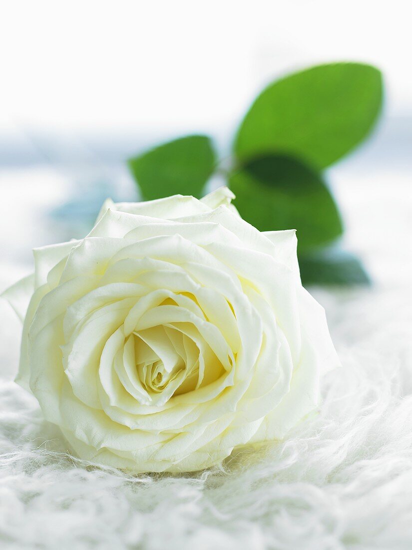 White rose