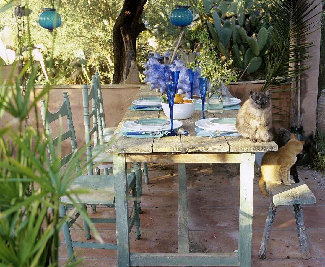 Gedeckter Tisch und Katzen auf der Terrasse
