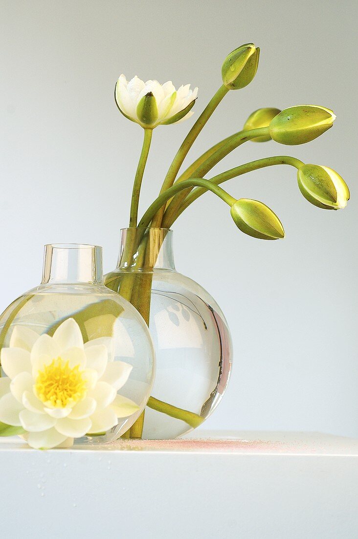 White water lilies (just opening) in glass vases