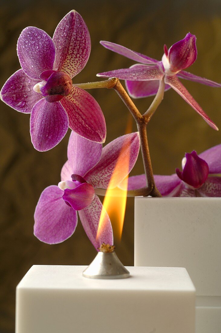 Duftöllampe mit Orchideenblüten