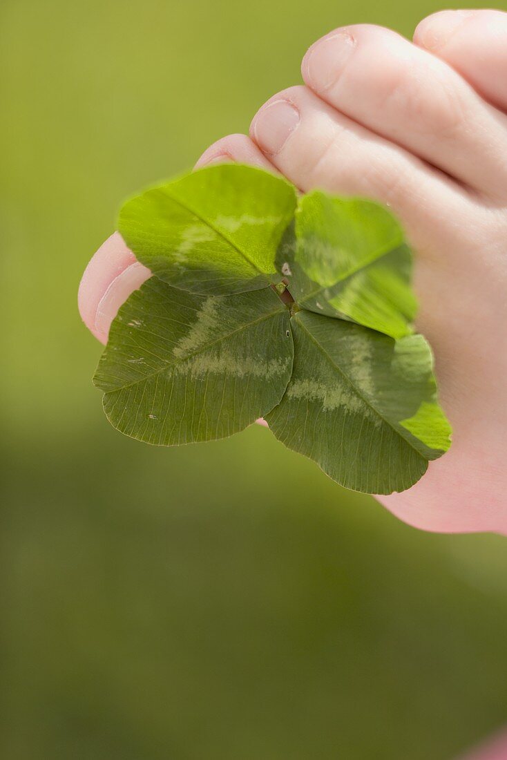 Clover leaves between someone's toes