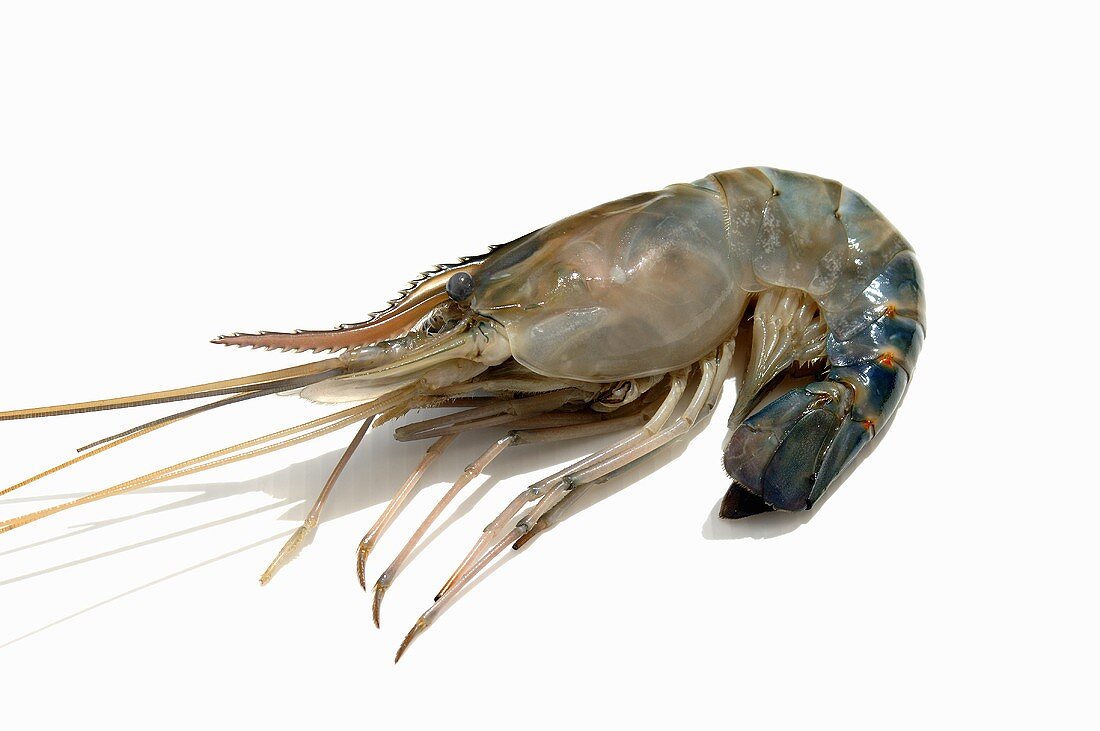 A prawn