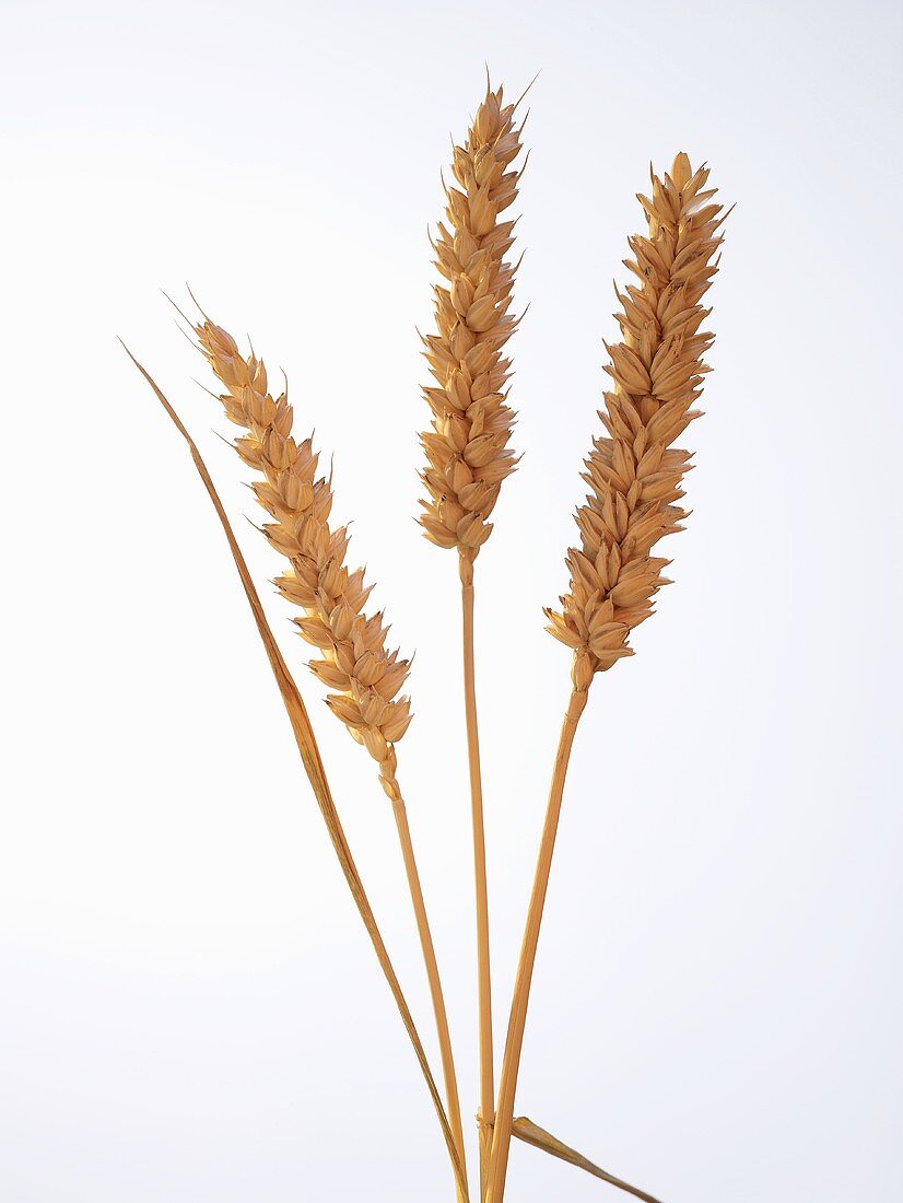 Ears of wheat